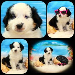 Porsche - Black tri female Toy Australian Shepherd puppy in Levelland, Texas from Once Upon a Time Aussies