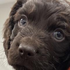 Boykin Spaniels from Sliding Creek Retrievers