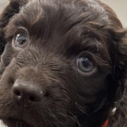 Boykin Spaniels from Sliding Creek Retrievers