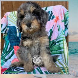 Jamaica - Merle female Bernedoodle puppy in Godwin, North Carolina from Farm Sweet Farm Doodles