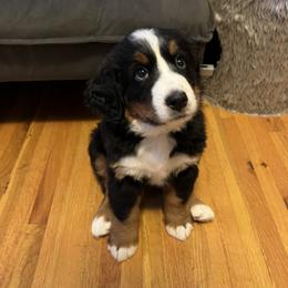 Bernese Mountain Dog and Golden Retriever Puppies from Bastian Mountain Dogs