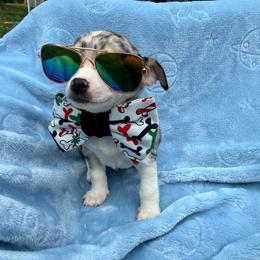 Louis AKC - Blue merle male Chihuahua puppy in Seneca, Missouri from Stephanie’s Puppy Colony