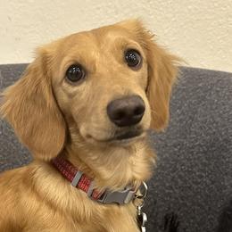 Dachshunds and Great Danes from Central Coast Danes and Dachshunds
