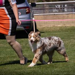 Heff - Red merle male Australian Shepherd puppy in Waddell, Arizona from Winsome Aussies