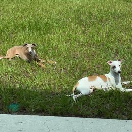 Italian Greyhound puppies from The Noodle Nest