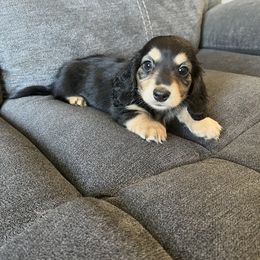 Katie - Dachshund puppy in Perris, California from Doxie_pupps