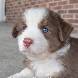 Miniature Australian Shepherd Puppies from TK Kennels