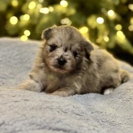 Belle - Blue merle female Pomeranian puppy in Birmingham, Alabama from Bama Pom Squad