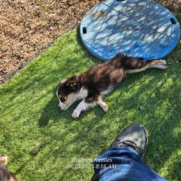 Taylor - Black tri female Toy Australian Shepherd puppy in Snowflake, Arizona from Halfpint Aussies