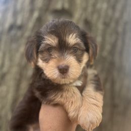 Coco(2500) - Chocolate female Yorkipoo puppy in Shelby, North Carolina from Precious pups dynasty kennel
