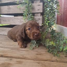 Lady - Chocolate female Dachshund puppy in Grant, Michigan from Low Down Dashchuand
