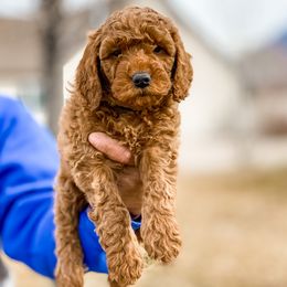 Cavapoo and Goldendoodle Puppies from A2Z Doodles