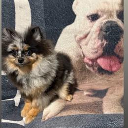 Valenci - Pomeranian