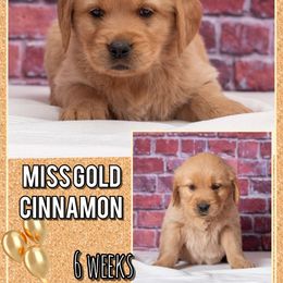 Girl Cinnamon - Dark golden female Golden Retriever puppy in Driggs, Idaho from SK Golden Retrievers