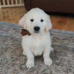 Mr. Brown - Light golden male Golden Retriever puppy in Bedford, Indiana from Indiana Goldens