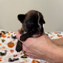 Gisele - Brindle female Boxer puppy in Jamesville, New York from Reynolds Homestead Boxers