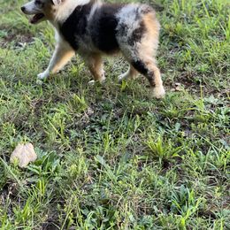Australian Shepherd, Miniature American Shepherd, and Toy Australian Shepherd Puppies from Blue’s Family Aussies