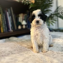 Bernedoodle and Goldendoodle Puppies from Dandelion Doodles