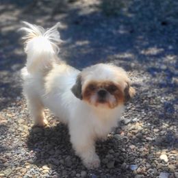 Penny - Shih Tzu