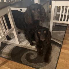 Boykin Spaniel puppies from Riehl’s Boykin Spaniels