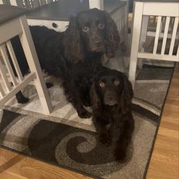 Boykin Spaniel puppies from Riehl’s Boykin Spaniels
