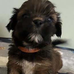 Stanley - Red male Lhasa Apso puppy in Greensboro, North Carolina from Koenigplatz Kennel