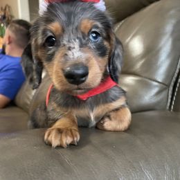 Dachshund Puppies from Doxie Gang