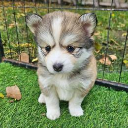 Maple - Tri-color female Pomsky puppy in Southern California, California from SoCal Pomskies LLC