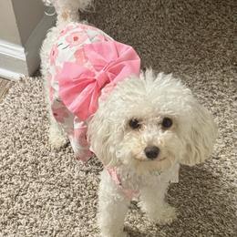 Sophia - Poodle