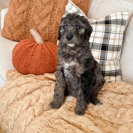 Cookie - Merle female Sheepadoodle puppy in Austin, Texas from Darling Doodles