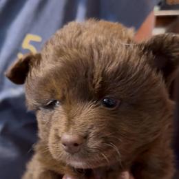 Jetti - Chocolate female Pomsky puppy in Spring Hill, Florida from PDQ Pomskies