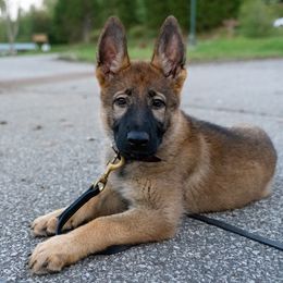 Belgian Malinois, Dutch Shepherd, and German Shepherd Puppies from Stay Wild K9