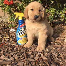 Australian Shepherd and Golden Retriever Puppies from Sterling Valleys Goldens and Aussies