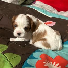 Faith -AKC - Blenheim female Cavalier King Charles Spaniel puppy in Fairmount, Indiana from Dream Maker Cavaliers