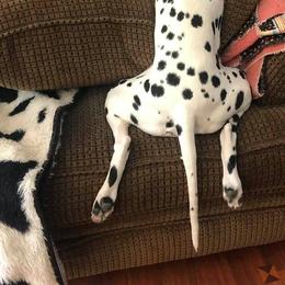 Dalmatian All Grown Up from Gateway Farm Dalmatians