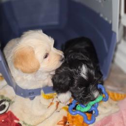 Havanese Puppies from Watson Farms