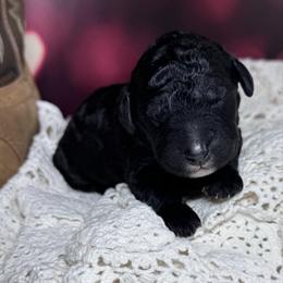 Jelly Roll - Black male Labradoodle puppy in Kingston, Georgia from CC Familydoodles