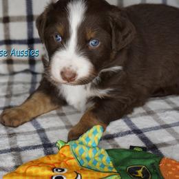 Ariel - Red tri-color female Australian Shepherd puppy in Burbank, South Dakota from Dakota Rose Aussies