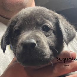 Sequoia - Charcoal Dilute Retriever puppy in Somerset, Pennsylvania from Chickentown Labradors