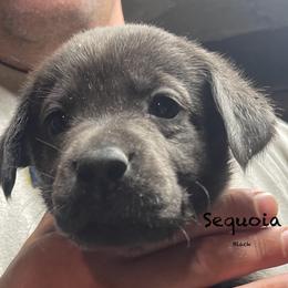 Sequoia - Charcoal Dilute Retriever puppy in Somerset, Pennsylvania from Chickentown Labradors