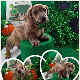 Wiccan- Bruno- Purple - Brindle male Dachshund puppy in Pittsburg, California from Super Hero Dachshunds