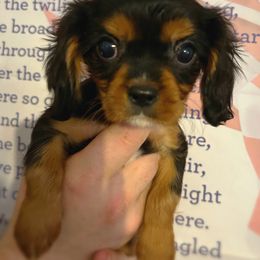 Cavalier King Charles Spaniel Puppies from Adelaide Cottage