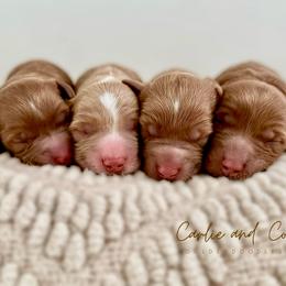 Peach - Red  female Goldendoodle puppy in Madisonville, Kentucky from Carlie and Co. Goldendoodles