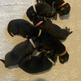 German Shepherd Puppies from Osborn's Country German Shepherds