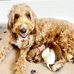 Girl 3 - female Goldendoodle puppy in S AI Nt John, Indiana from Lulu's Goldendoodles