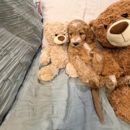 Girl 2 Maui - Red  female Goldendoodle puppy in Anthem/Phoenix, Arizona from Ironwood Doodles