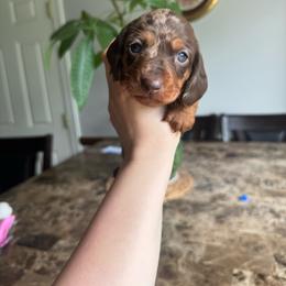 Brown - Dapple female Dachshund puppy in Yuba City, California from Mulberry Dachshunds