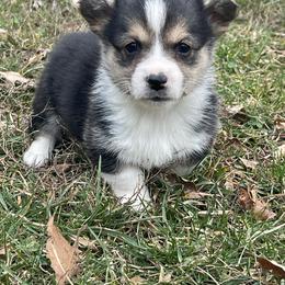Cooper - Black and tan male American Corgi puppy in Mount Carmel, Tennessee from Hidden View Farm
