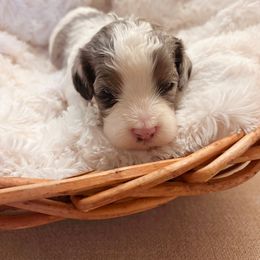 Cinnamon - Merle male Cavapoo puppy in Cherryville, North Carolina from Mercy Doodles
