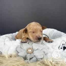 Fawn - Cream female Goldendoodle puppy in Utah County, Utah from Big Hearted Breeders